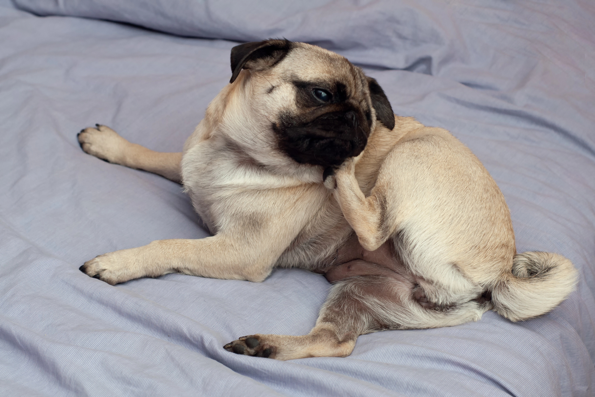 A pug with light tan fur is lying on a bed with light purple sheets, scratching its neck with its hind leg.