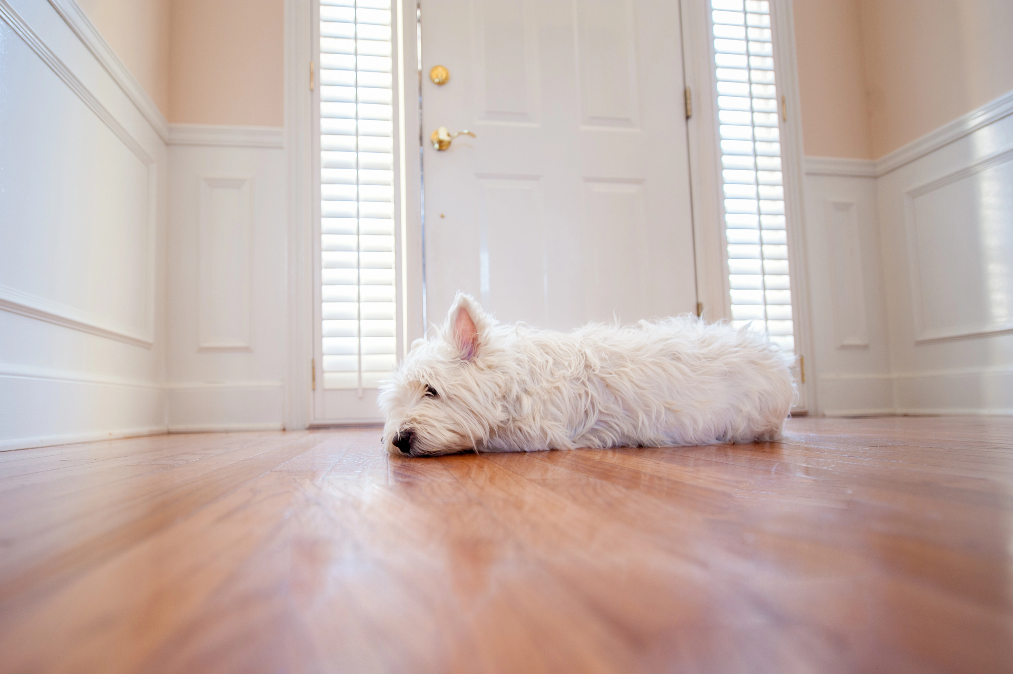 A small white dog lies on a wooden floor in front of a closed white door with sunlight coming through window blinds.