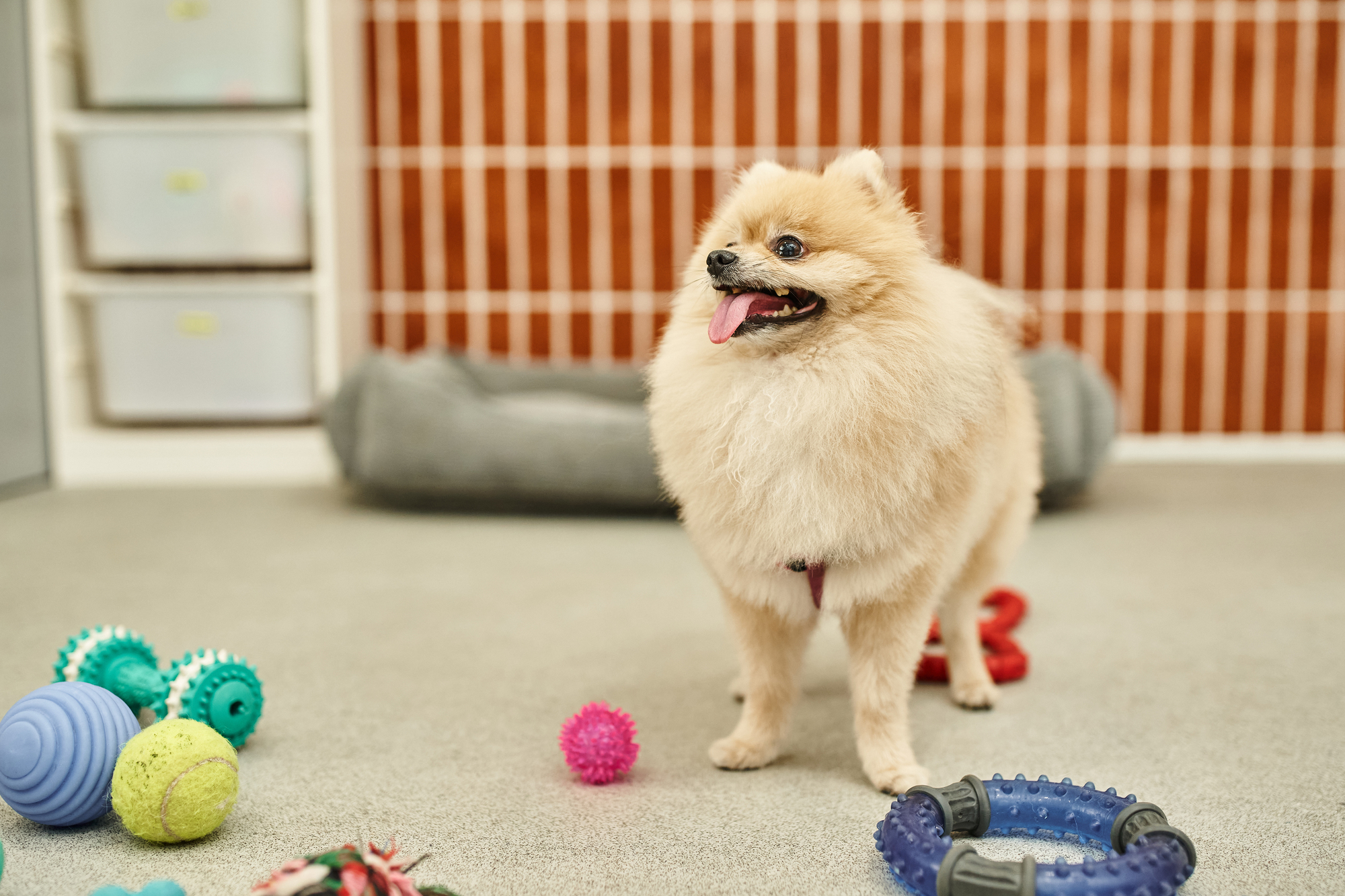 A fluffy tan Pomeranian stands indoors on a carpeted floor, surrounded by various colorful dog toys, with a striped wall and pet bed in the background.