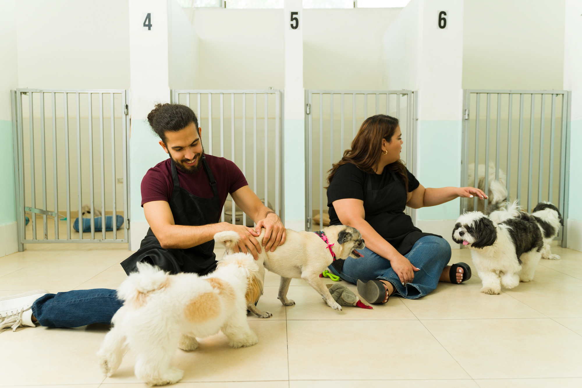 Two people sit on the floor in an indoor kennel, playing and interacting with several small dogs in front of numbered enclosures.