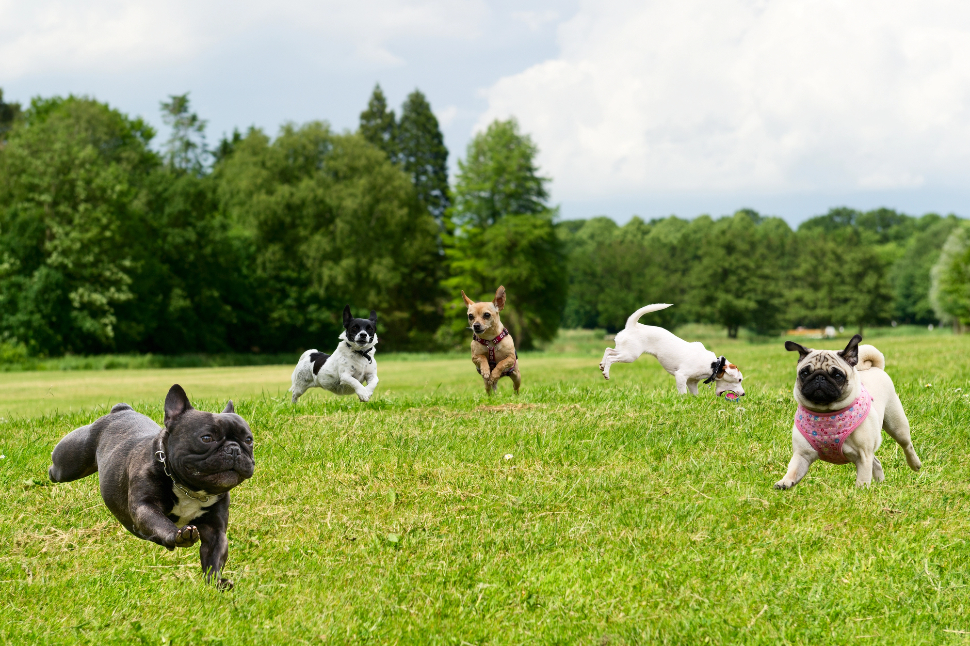 A group of small dogs runs and plays on a grassy field with trees and a partly cloudy sky in the background.