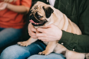 A person in a green shirt holds a panting pug on their lap while another person sits nearby, partially visible.