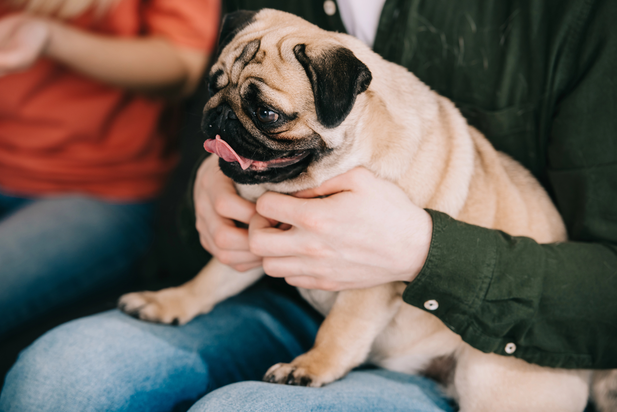 A person in a green shirt holds a panting pug on their lap while another person sits nearby, partially visible.