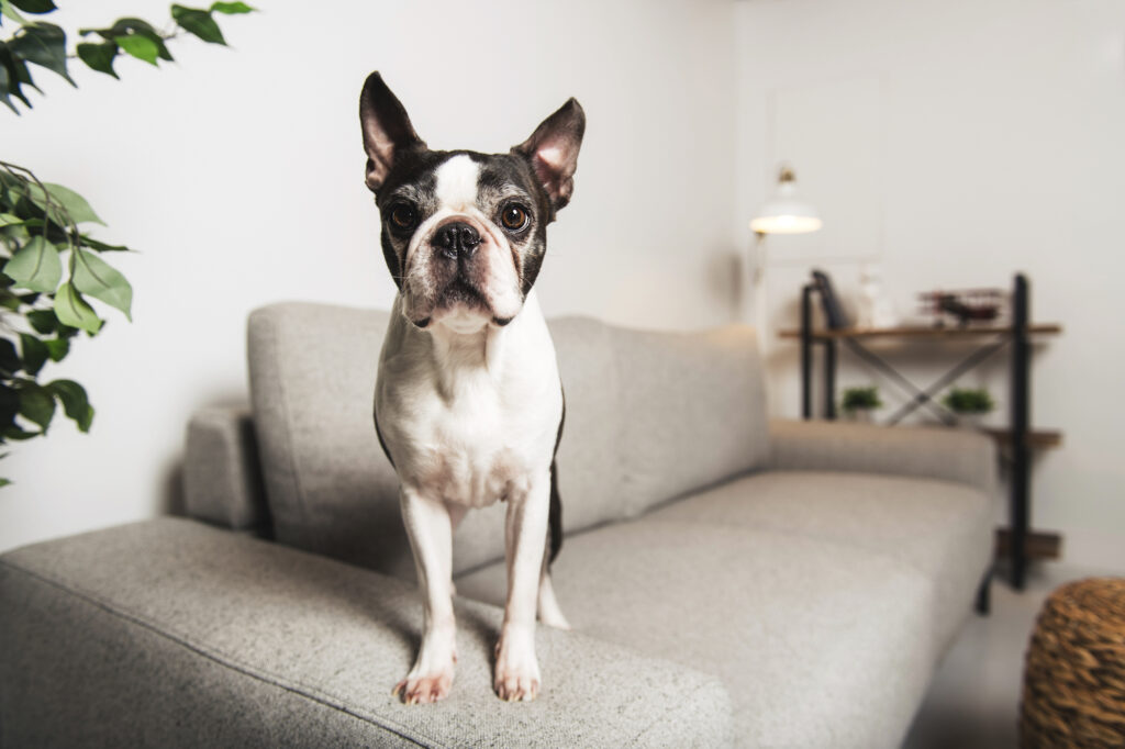 A Boston Terrier stands alert on a gray sofa in a modern living room with shelves and plants in the background.
