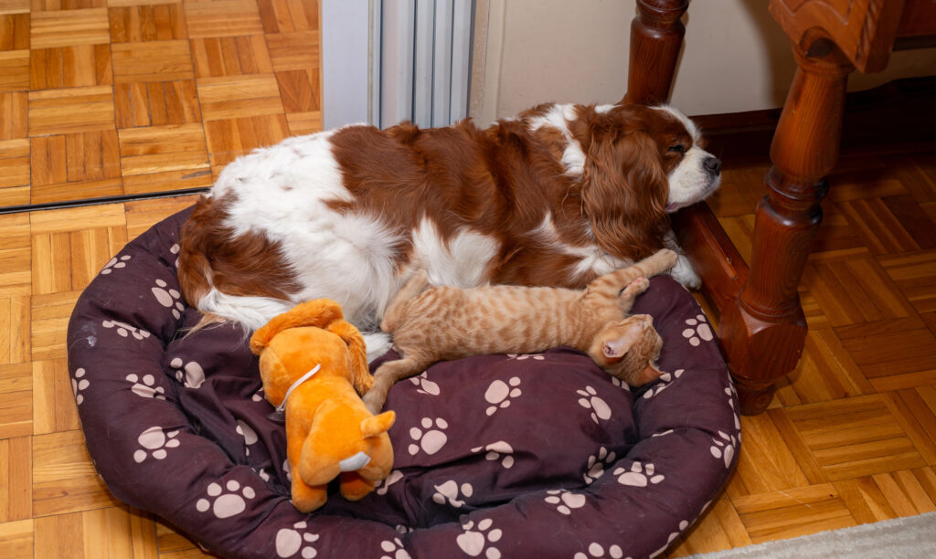 A brown and white dog, an orange kitten, and a plush toy are lying together on a brown paw-print pet bed on a wooden floor.