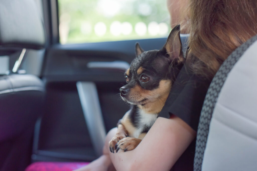 A small black and brown dog sits on a person's lap in the back seat of a car, looking out the window.