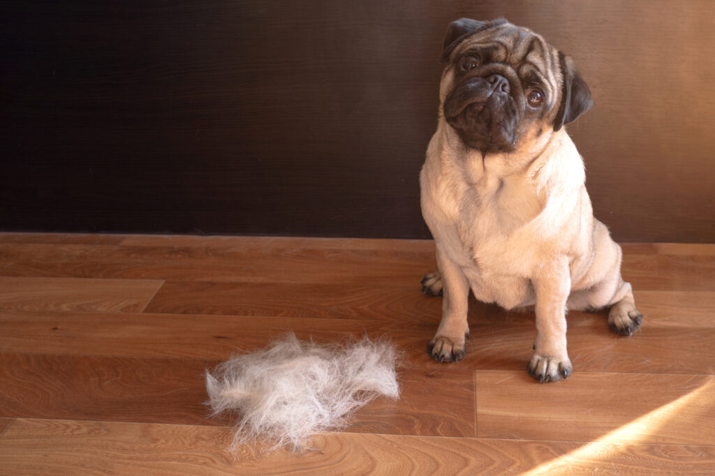 A pug sits on a wooden floor next to a pile of loose fur, likely from grooming, in front of a dark wall.