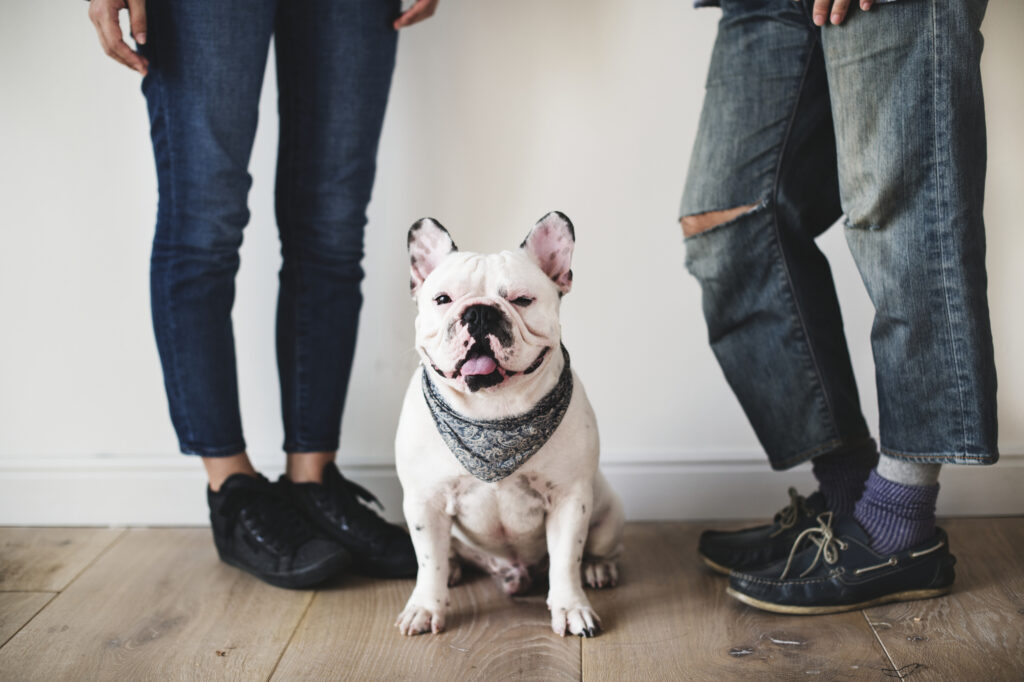 A white bulldog wearing a bandana sits on a wooden floor between two people standing in jeans.