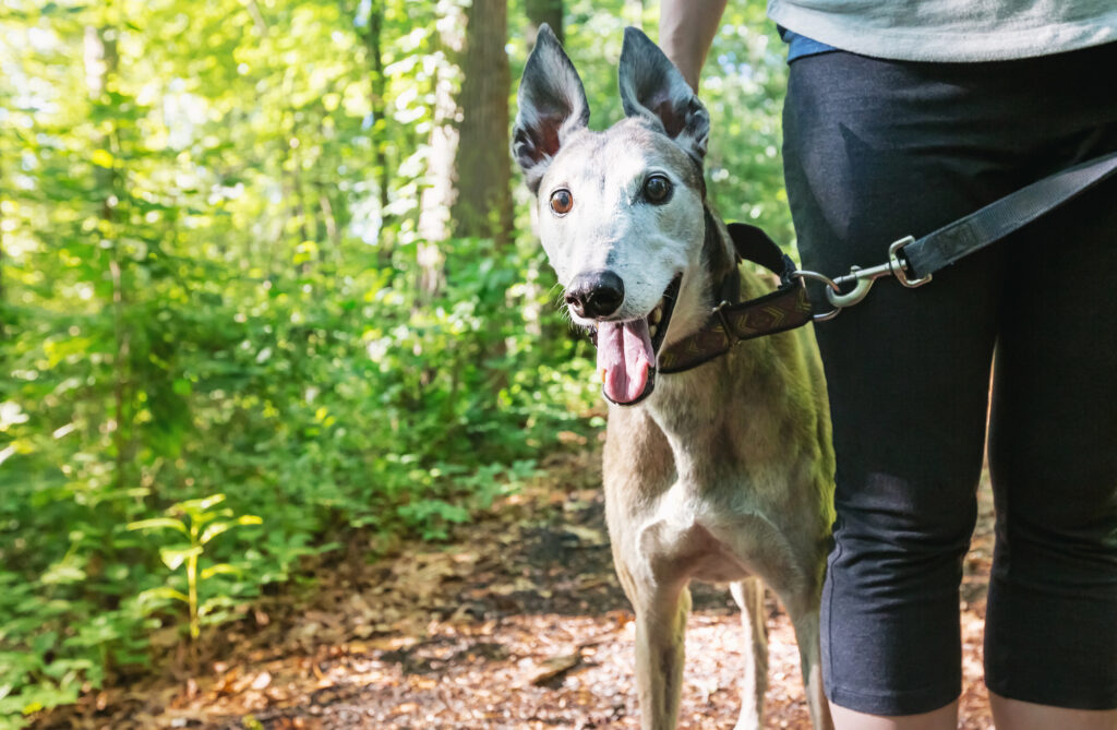 A greyhound on a leash stands beside a person on a wooded trail, surrounded by green foliage and sunlight.