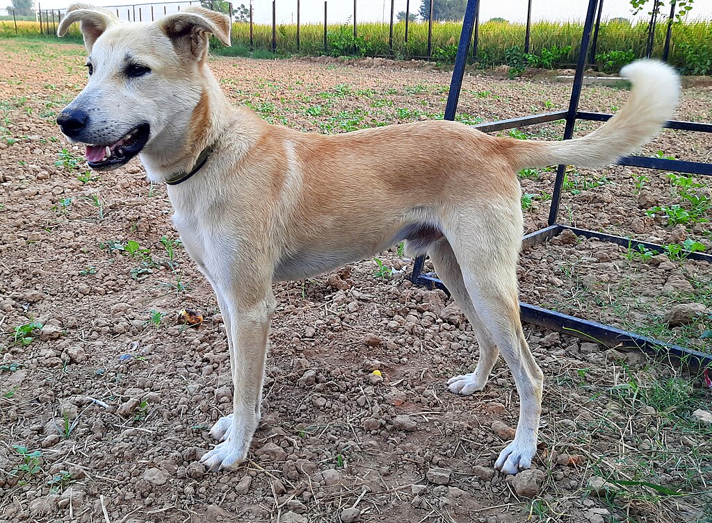 A light brown dog with a black collar stands on dry, tilled soil near a metal fence, looking to the left with its tail raised.