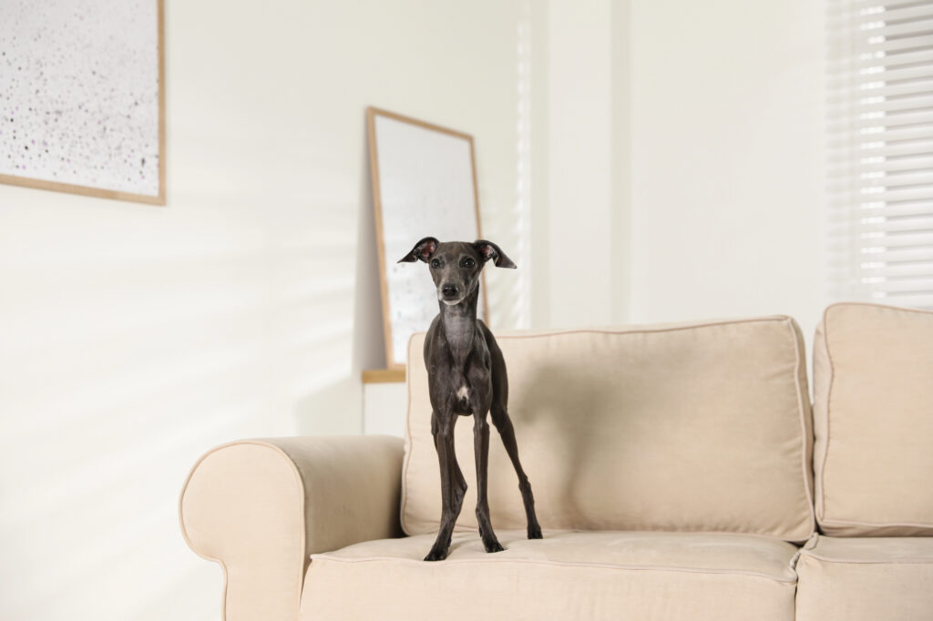 A black Italian Greyhound stands on a beige sofa in a bright living room with two framed pictures and closed blinds in the background.