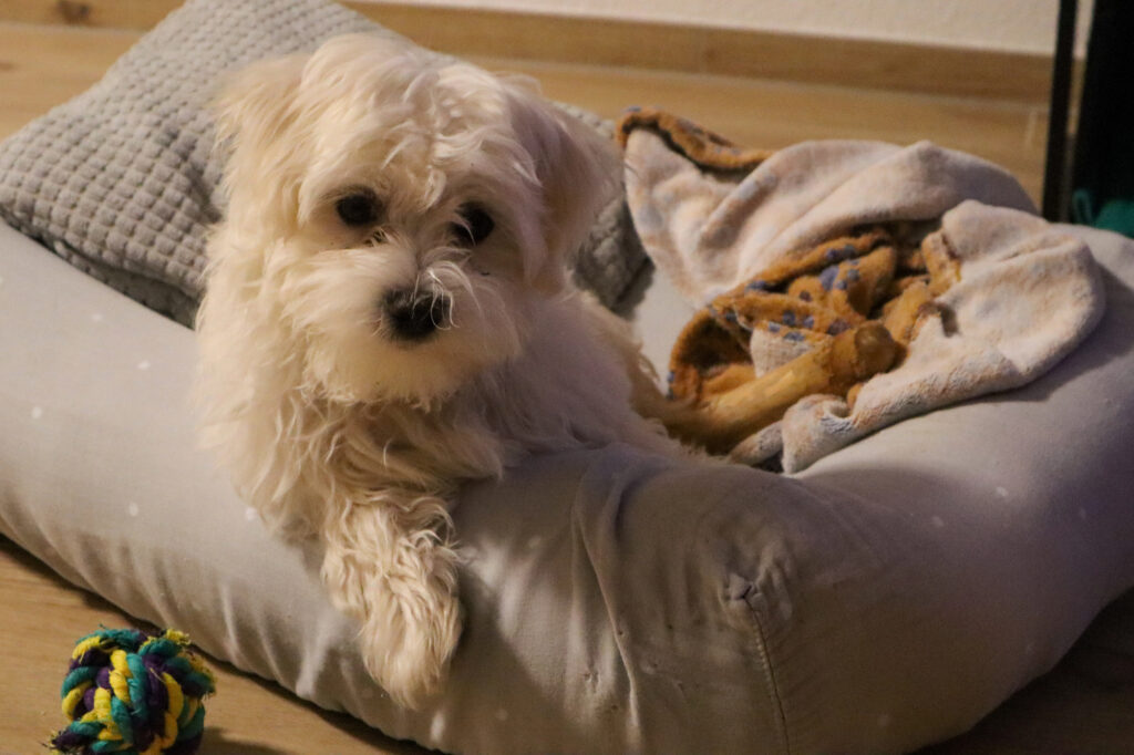 A small, fluffy white dog lies on a gray dog bed next to a blanket and a chew bone, with a colorful rope toy on the floor nearby.