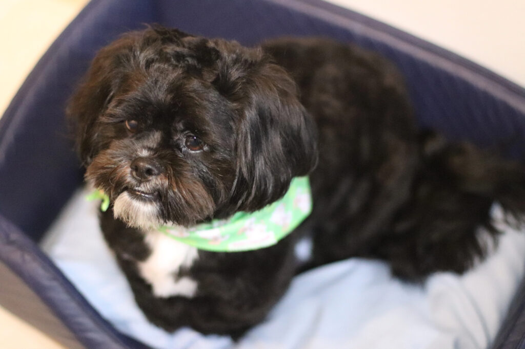 A small black and white dog with a green patterned bandana sits on a blue cushion inside a pet bed.