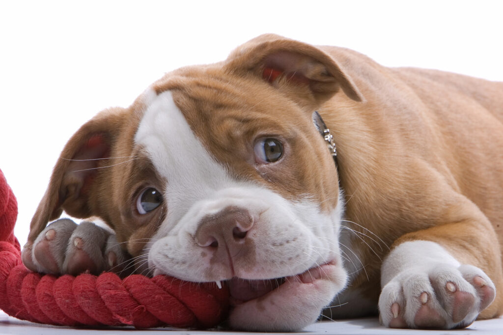 A brown and white puppy lying down and chewing on a thick red rope toy, looking up with wide eyes.