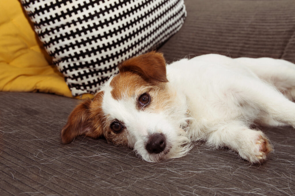 A small white and brown dog lies on a gray couch, resting its head and looking at the camera, with pillows in the background.