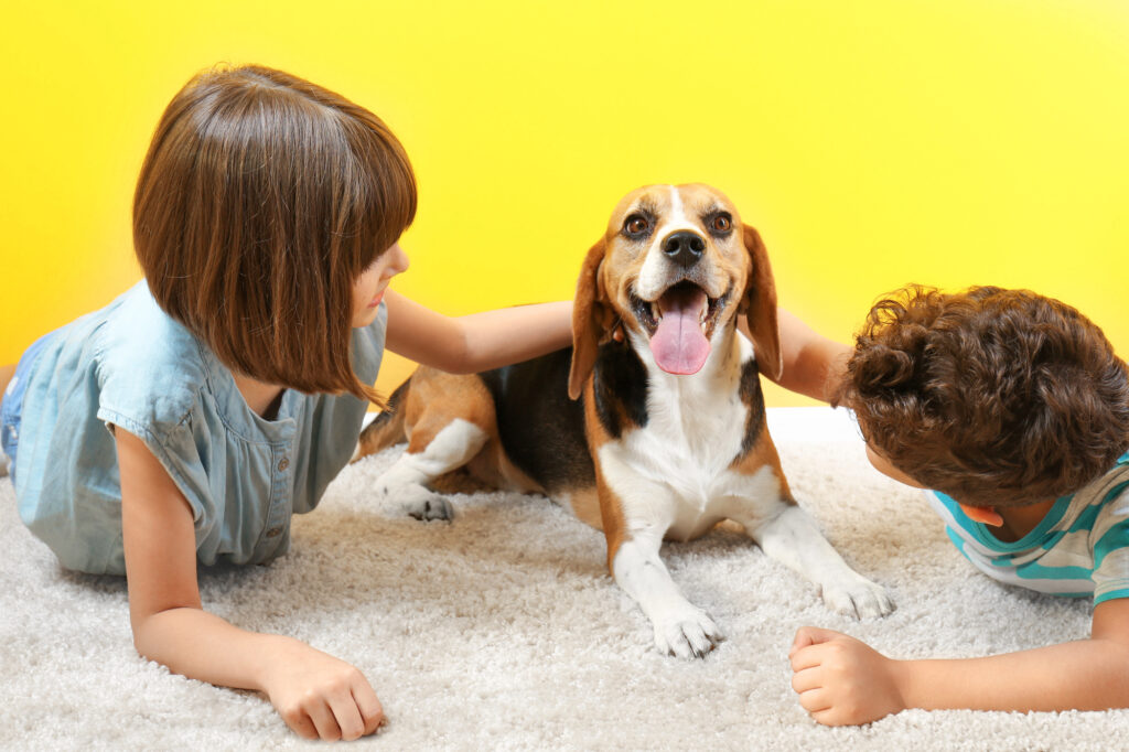 Two children are sitting on a white carpet petting a happy beagle dog, with a bright yellow background behind them.