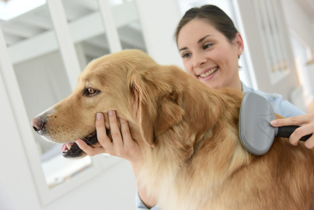 A woman smiles while brushing the fur of a golden retriever indoors.