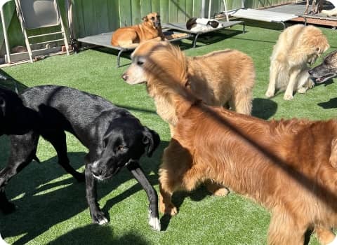 Several dogs of different breeds and sizes in daycare