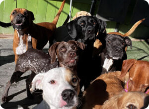 A group of dogs of various breeds and colors stand closely together in daycare