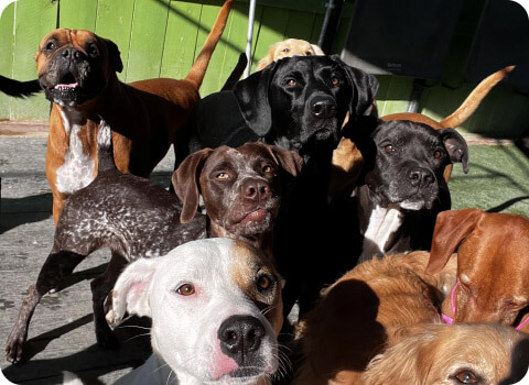 A group of dogs of various breeds and colors stand closely together in daycare