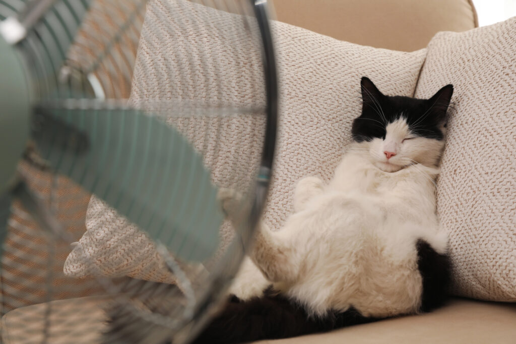 A black and white cat lounges on a beige couch with pillows, lying on its back in front of an oscillating fan.