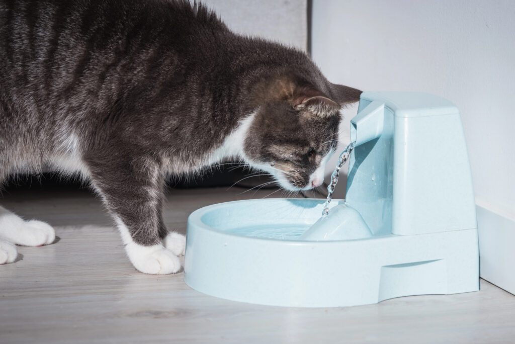 A gray and white cat drinks water from a light blue plastic pet water fountain on a light-colored floor.
