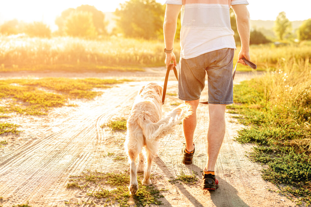 A person in shorts walks a dog on a leash along a sunlit dirt path through a grassy field.