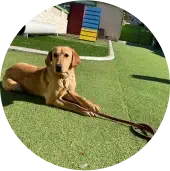 A tan dog lies on artificial grass holding a long stick in its front paws, with colorful structures and a white bench in the background.