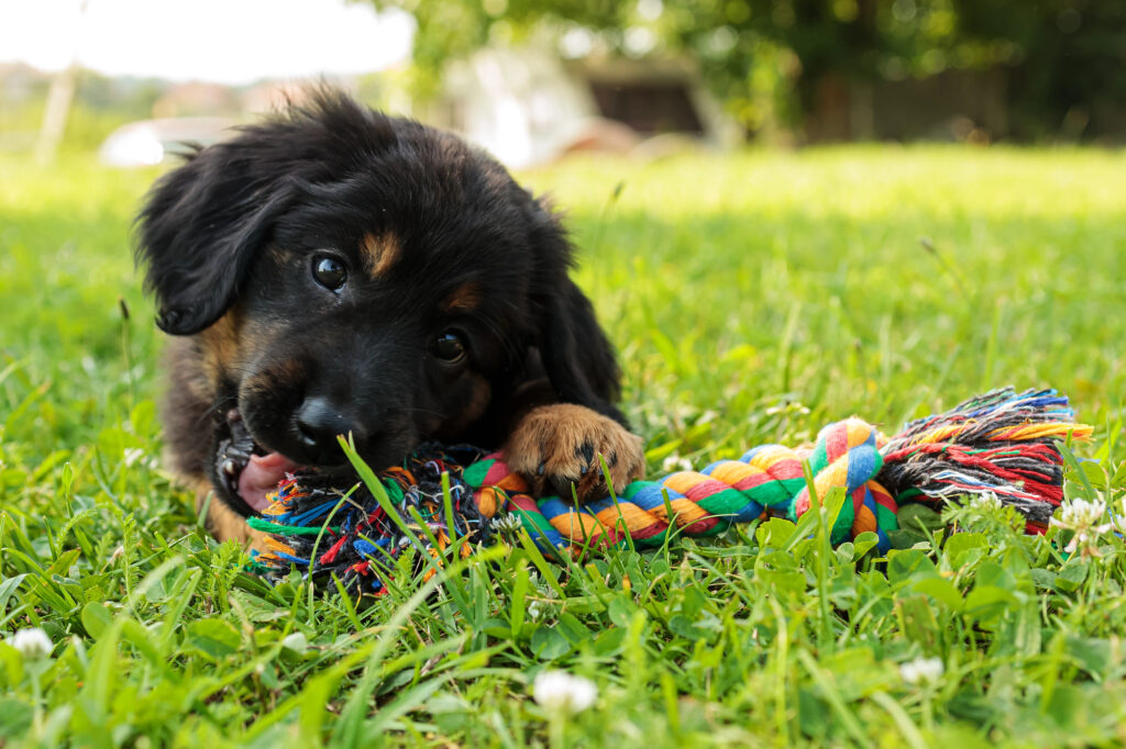 A puppy lies on grass, chewing on a colorful rope toy.
