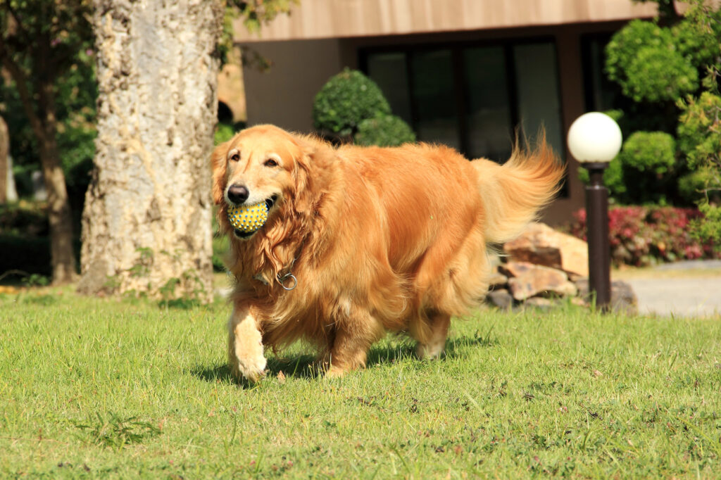 A golden retriever walks on grass holding a yellow and blue ball in its mouth