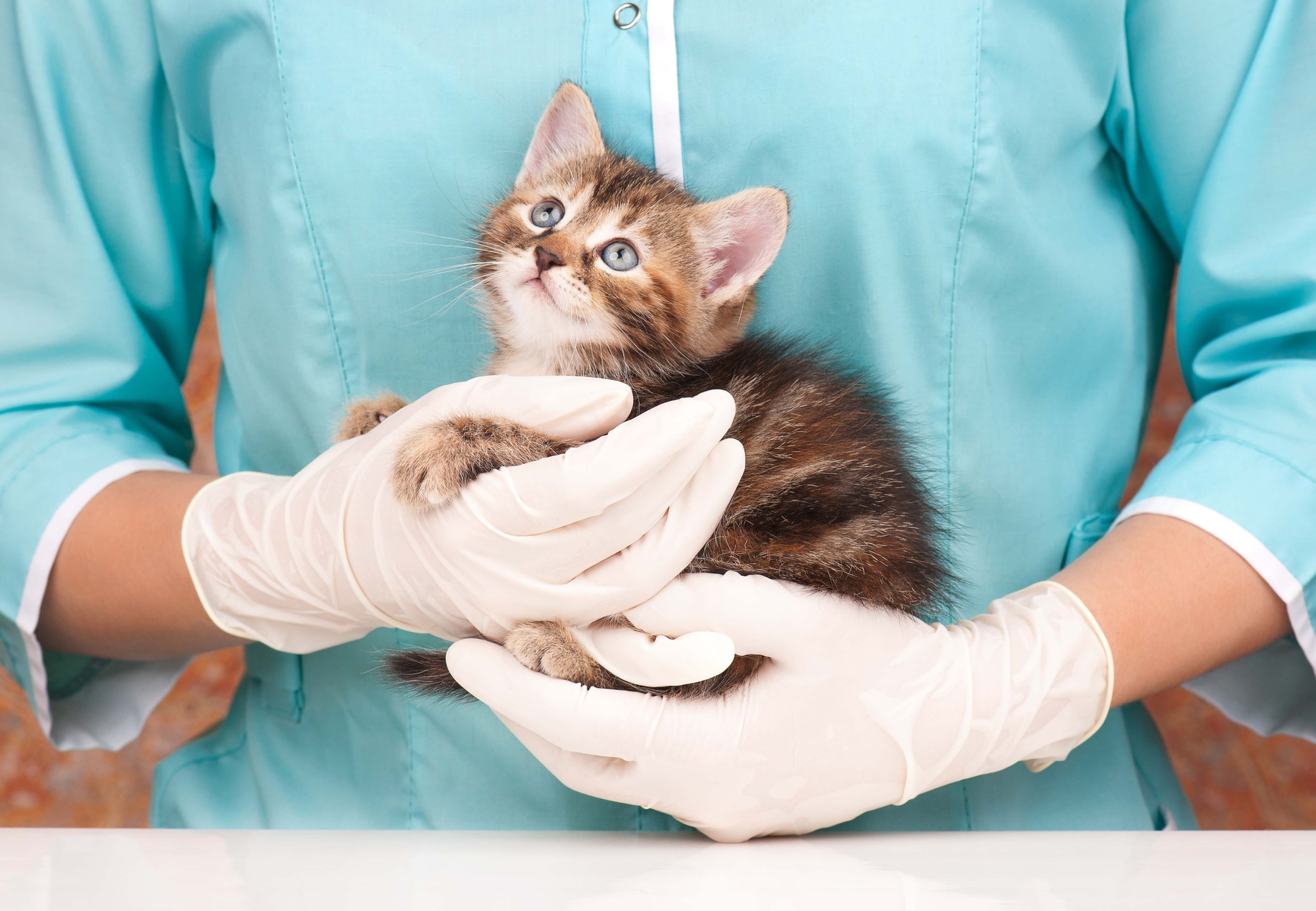 A veterinarian wearing blue scrubs and white gloves holds a small tabby kitten while examining it