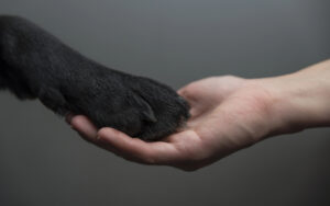 A human hand gently holds the paw of a black dog