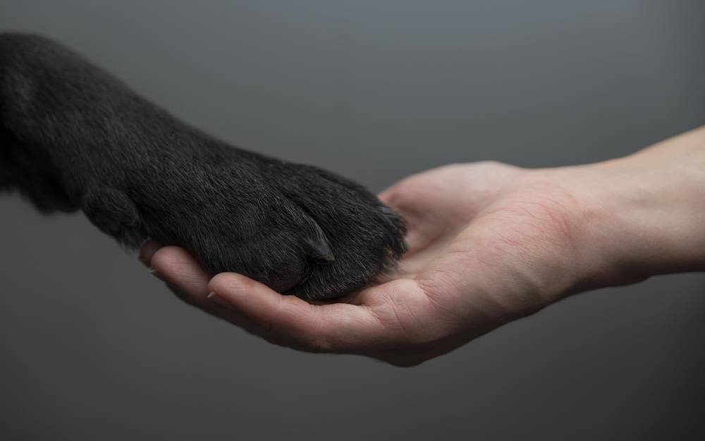A human hand gently holds the paw of a black dog