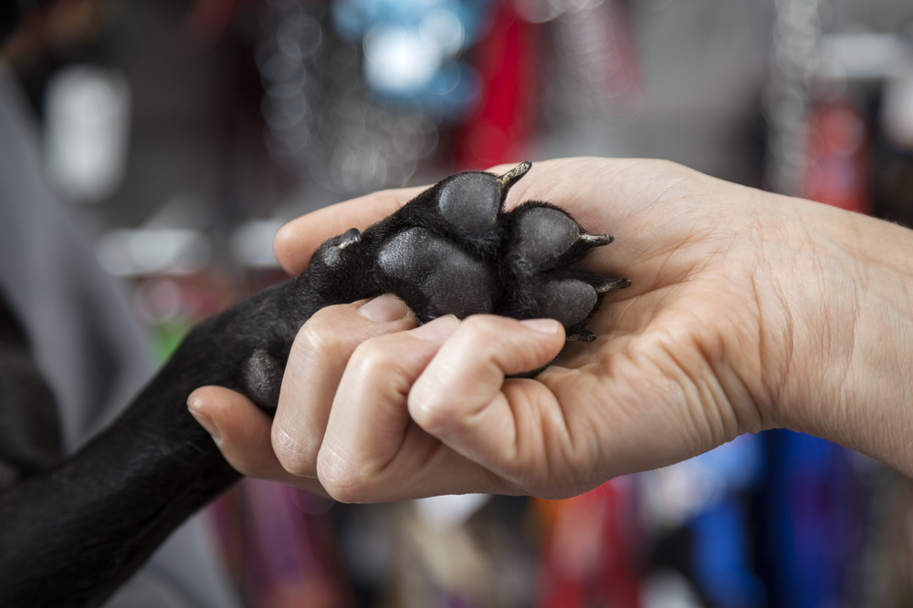 A person holding a black dog's paw with their hand