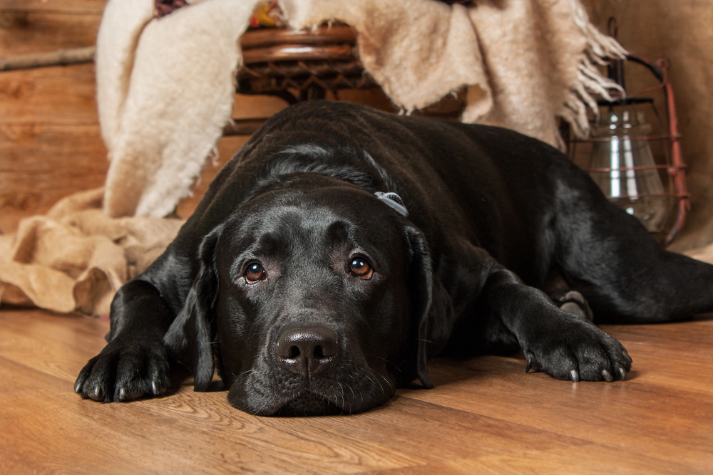 A black Labrador retriever lies on a wooden floor indoors, looking up with a relaxed expression. Blankets and rustic decor are visible in the background.