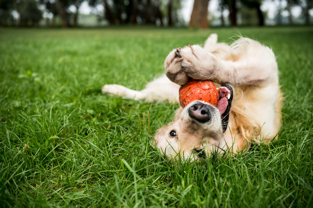 A golden retriever lies on its back on grass, holding and chewing an orange ball with its paws and mouth.