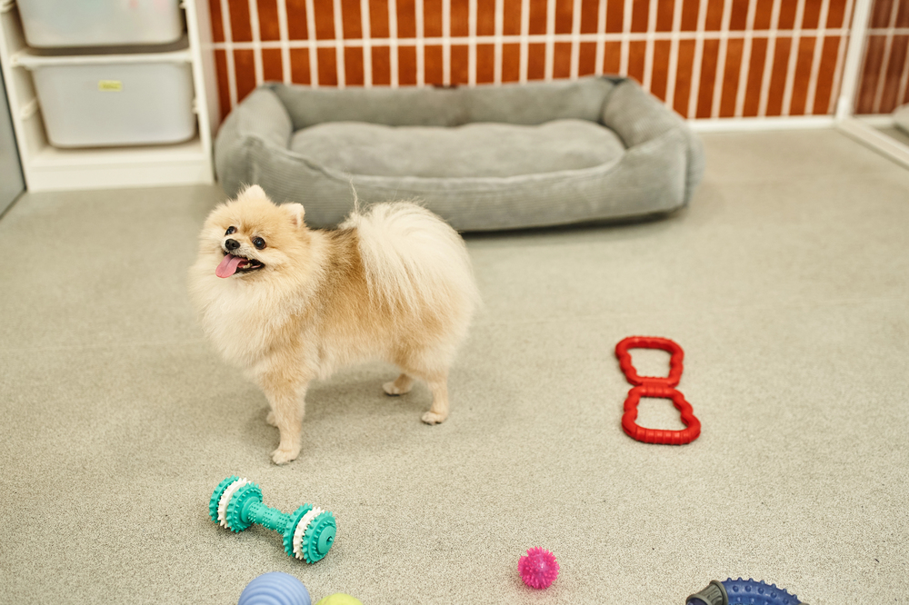 A small fluffy dog stands on a light gray floor surrounded by various toys, with a gray dog bed and white fencing in the background.