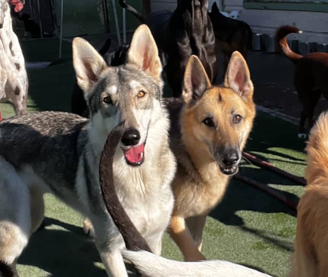 Two dogs stand side by side outdoors, one with grey and white fur and the other with tan and black fur, with another dog's tail curving in front of them.