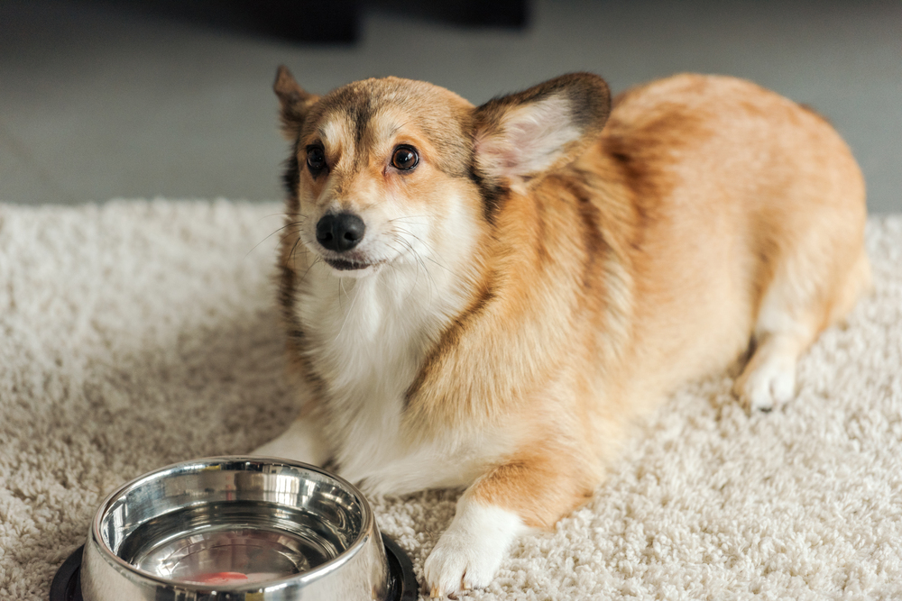A tan and white corgi lying on a light-colored carpet next to a metal bowl filled with water.