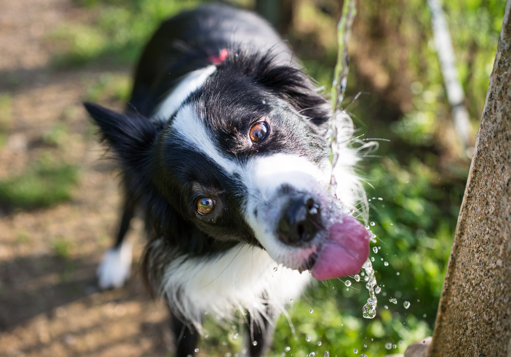 A black and white dog drinks water from a stream with its tongue out on a sunny day outdoors.