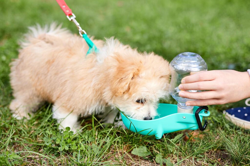 A small, fluffy dog on a leash drinks water from a portable pet bowl held by a person on green grass.