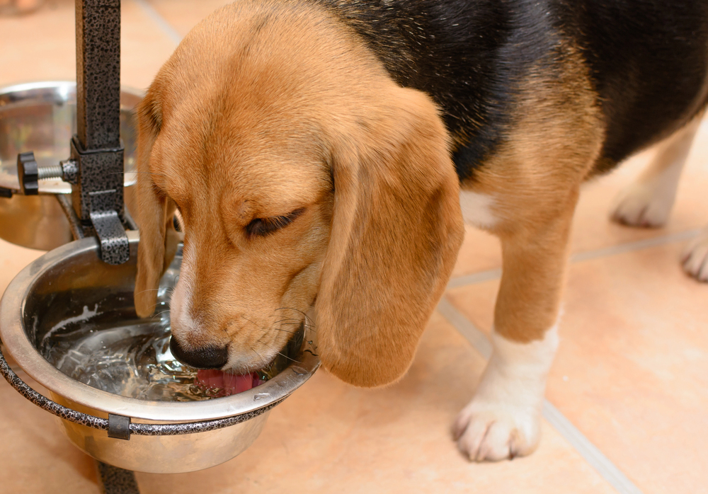 A beagle dog stands indoors and drinks water from a metal bowl attached to an elevated feeder.