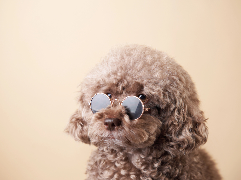 A curly-haired brown poodle wearing round sunglasses sits in front of a plain beige background.