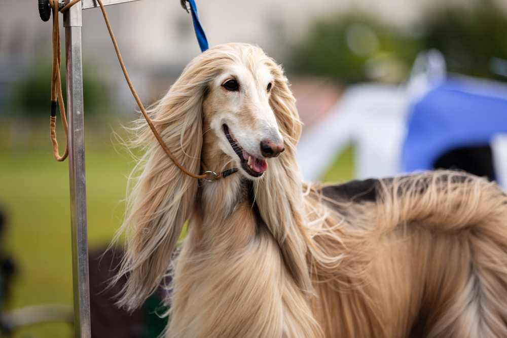 A long-haired Afghan Hound stands outdoors, facing sideways with its mouth open and tongue slightly out, wearing a collar and leash.