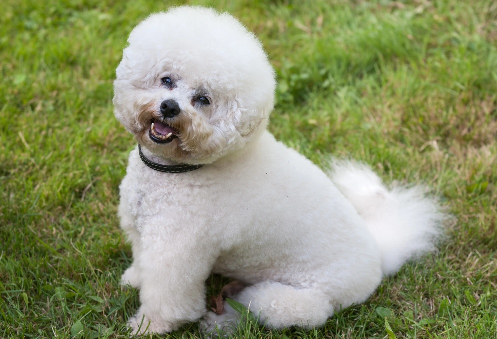 A white Bichon Frise dog with a fluffy coat sits on green grass, looking at the camera with its mouth slightly open.