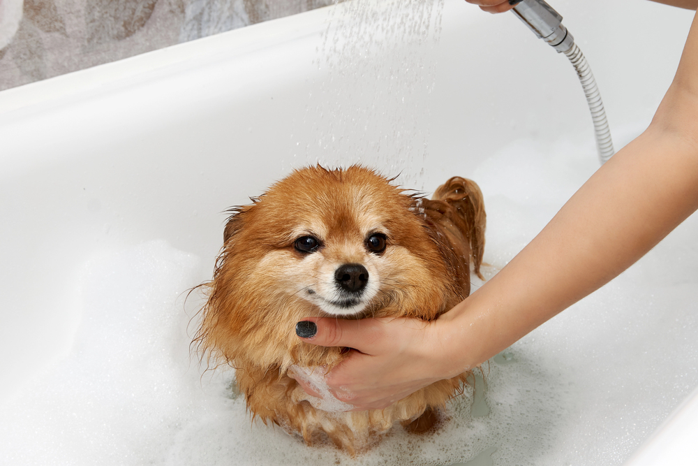A small brown dog is being bathed in a white tub with soapy water while a person rinses it with a handheld showerhead.