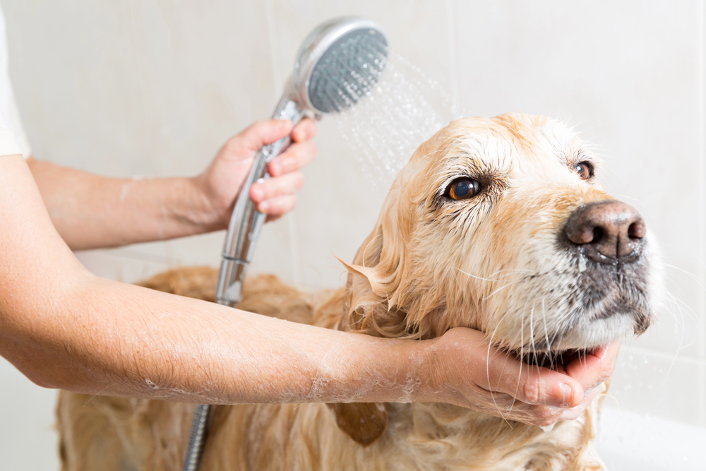 Person bathing a wet golden retriever with a handheld showerhead in a white bathroom.