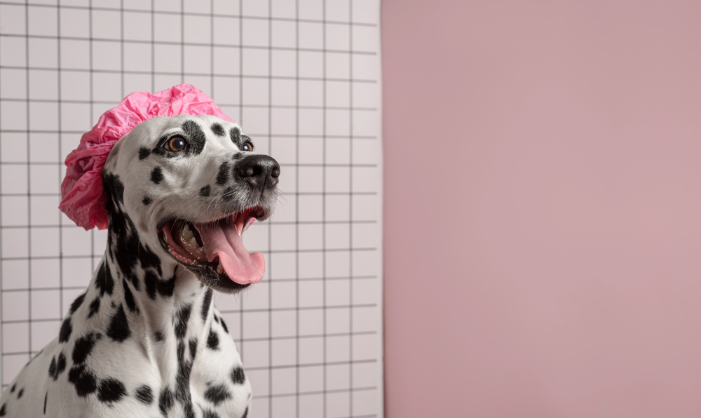 A Dalmatian wearing a pink shower cap sits in front of a tiled wall and a pink background, looking to the side with its mouth open.