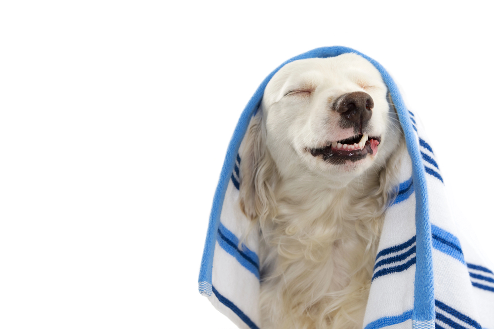 A white dog with long fur sits with a blue and white striped towel draped over its head, eyes closed and mouth slightly open, against a white background.