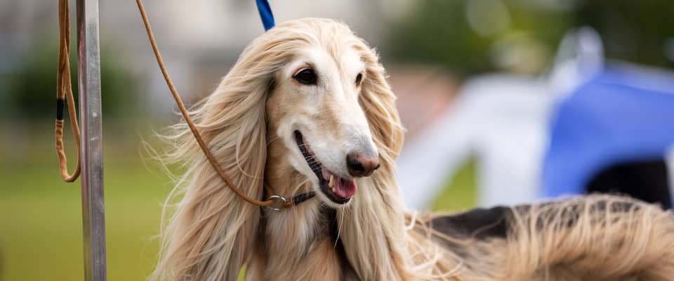 A long-haired dog with a silky coat and a leash stands outdoors, looking to the side with its mouth slightly open.